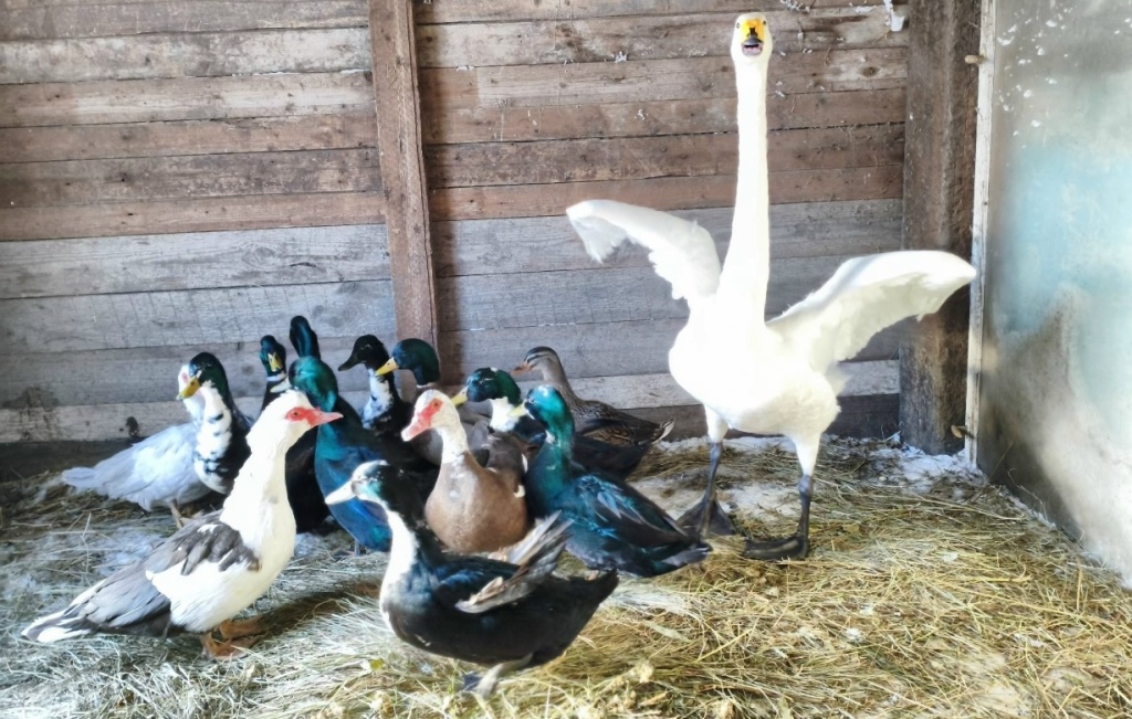 На саратовском замерзающем пруду спасли лебедя